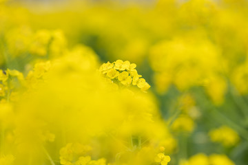 Fototapeta premium 鴨川市の菜の花畑 千葉県鴨川市 日本