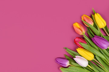 Bouquet of colorful tulip spring flowers in corner of pink background with blank copy space