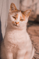 cat with orange eyes on an orange background