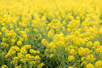 鴨川市の菜の花畑　千葉県鴨川市　日本