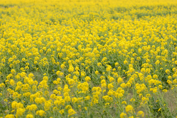 Obraz premium 鴨川市の菜の花畑 千葉県鴨川市 日本