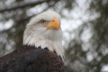 Eagle