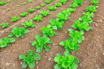 Chinese cabbage in the fields