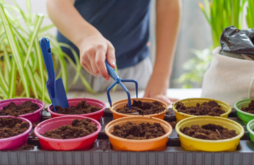 child growing seedlings and plants at home garden in colorful pots, ecology concept