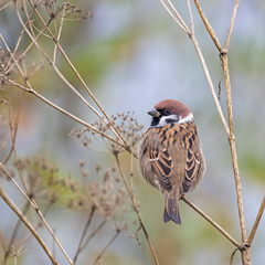 The Eurasian tree sparrow (Passer montanus) is a passerine bird in the sparrow family.
