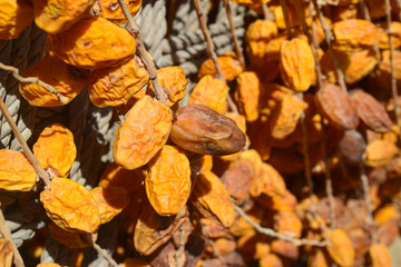 autumn dates dry fruit on a brown background
