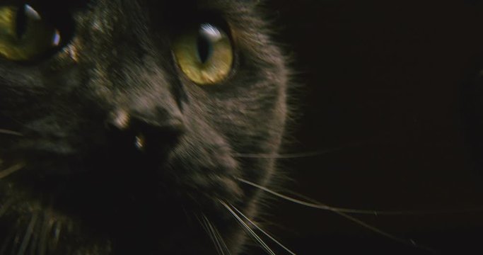 Macro shot of an alert black cat looking around with copy space on the right of frame. 
