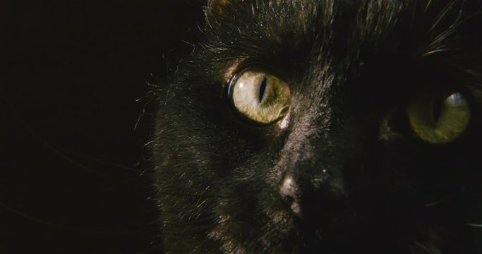 Close-up portrait of a curious black cat.
