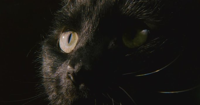 Unique macro shot of a black cat from head to tail as his body slinks through the darkness.
