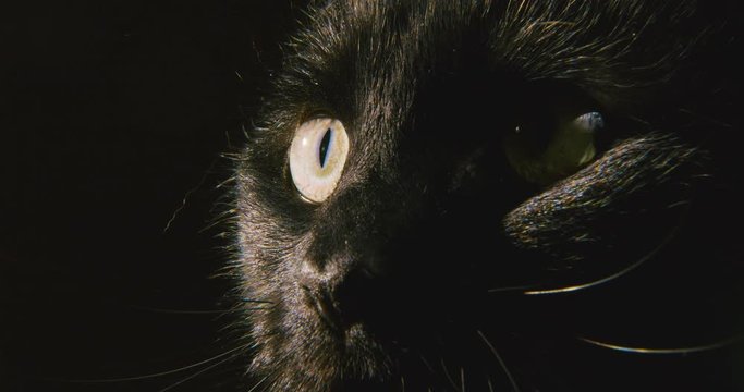 Close-up of a black cat peering out of the darkness with his bright yellow eyes.
