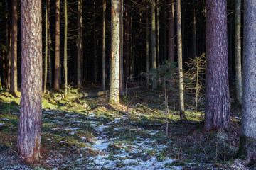 a large, dense spruce forest in winter, with snow between trees, shady forest