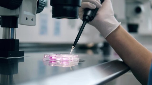 Doctor uses needle, working with fertilized eggs. In Vitro Fertilisation Through A Microscope.