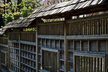 Sakura flowers in Kariya Park, Ontario