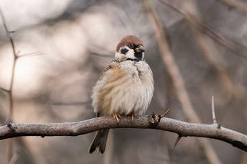The Eurasian tree sparrow (Passer montanus) is a passerine bird in the sparrow family.