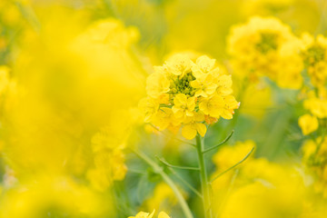 鴨川市の菜の花畑　千葉県鴨川市　日本