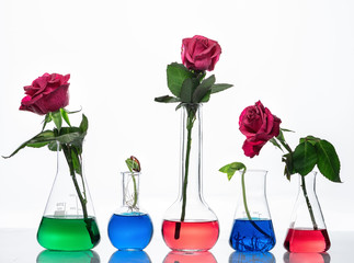 Bean plants and roses in erlenmeyer flasks on white background