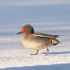 The Eurasian teal, common teal (Anas crecca) is a common and widespread duck which breeds in...