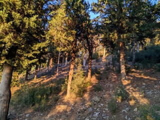 road in autumn forest,trees,landscape