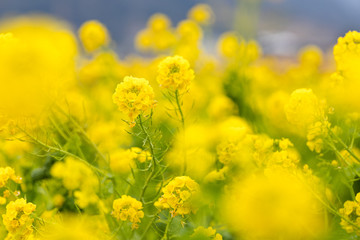 鴨川市の菜の花畑　千葉県鴨川市　日本