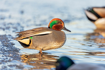 The Eurasian teal, common teal (Anas crecca) is a common and widespread duck which breeds in...
