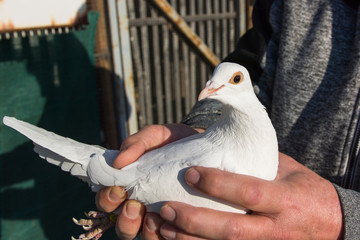 White pigeon in the hands of pigeon breeders.