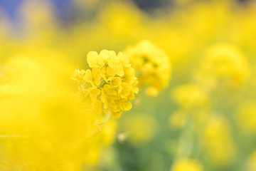 鴨川市の菜の花畑 千葉県鴨川市 日本