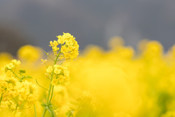 Fototapeta premium 鴨川市の菜の花畑 千葉県鴨川市 日本