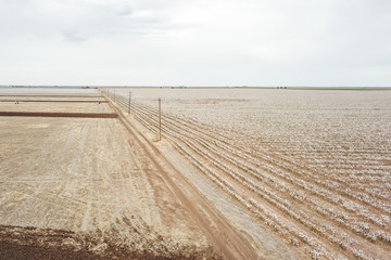 Cotton fields West Texas