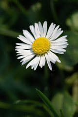 Obraz premium Macro photo of a beautiful wild daisy flower with white petals. Blooming chamomile grows in the meadow close up