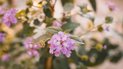Fototapeta premium Detail photograph of Hydrangea flower