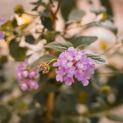 Detail photograph of Hydrangea flower