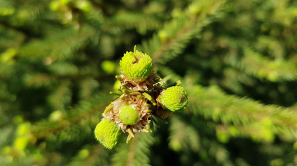 Fresh sprouts of spruce tree. Closeup of conifer needles texture. Green fir branches in bright sunlight. Natural backdrop in shades of green color. Summer nature of forest.