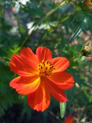 Cosmea flower orange in the garden, summer natural background