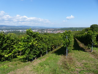 Fototapeta na wymiar Blick vom Westerberg über die Weinberge nach Ingelheim am Rhein