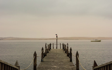 Fototapeta premium wooden deck and bird in a misty day at Paracas beach. Ica/Peru.