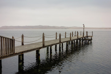 Fototapeta premium drewniany taras i ptak w mglisty dzień na plaży Paracas. Ica / Peru.