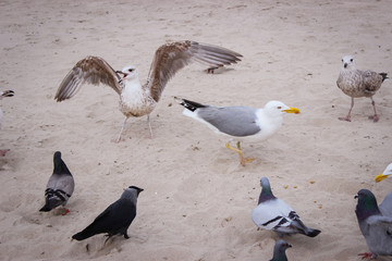 Wild birds on the sandy beach