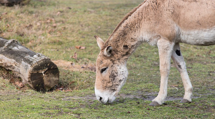 Donkey eating grass during a sunny day