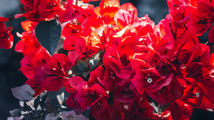 Detail photo of a group of bougainvillea flowers