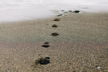 footprints on the wet sand from the sea wave on the beach