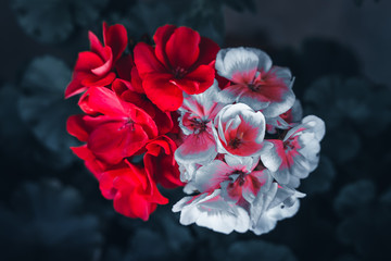 Detail photograph of Hydrangea flower