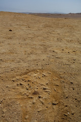 snails in fossil zone. Paracas National Reserve. Arid touristic zone in the coast of Ica/Peru.