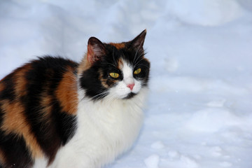 Fototapeta premium The sad look of a hungry mammal. Spotted cat in the snow. A defenseless animal in the winter. A frozen cat with red spots.