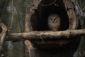 Little owl resting in a wooden trunk