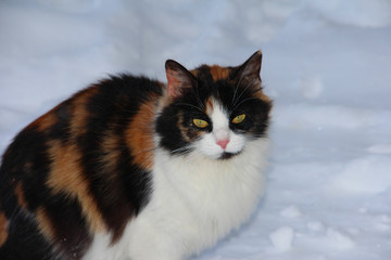 Fototapeta premium Spotted cat in the snow. A defenseless animal in the winter. A frozen cat with redhead spots.