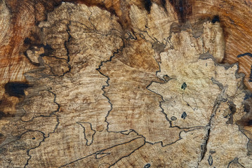 The texture of the cut tree logs. close up shoot. wood industry
