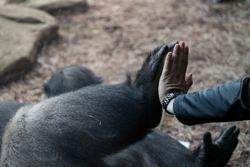 The man compares his hand to that of a gorilla