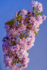 Różowe kwiaty wiśni japońskiej © Adam Wrobel