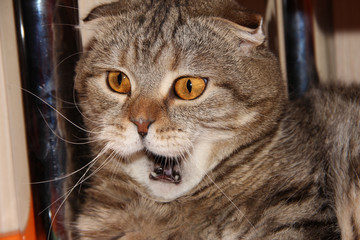 The cat is shocked by what is happening. Striped lop-eared fat cat