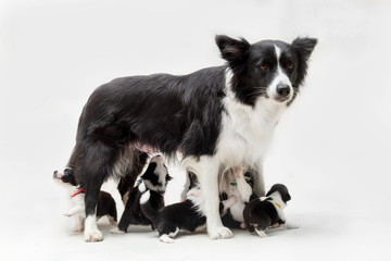 group of collie and border collie in front of white background